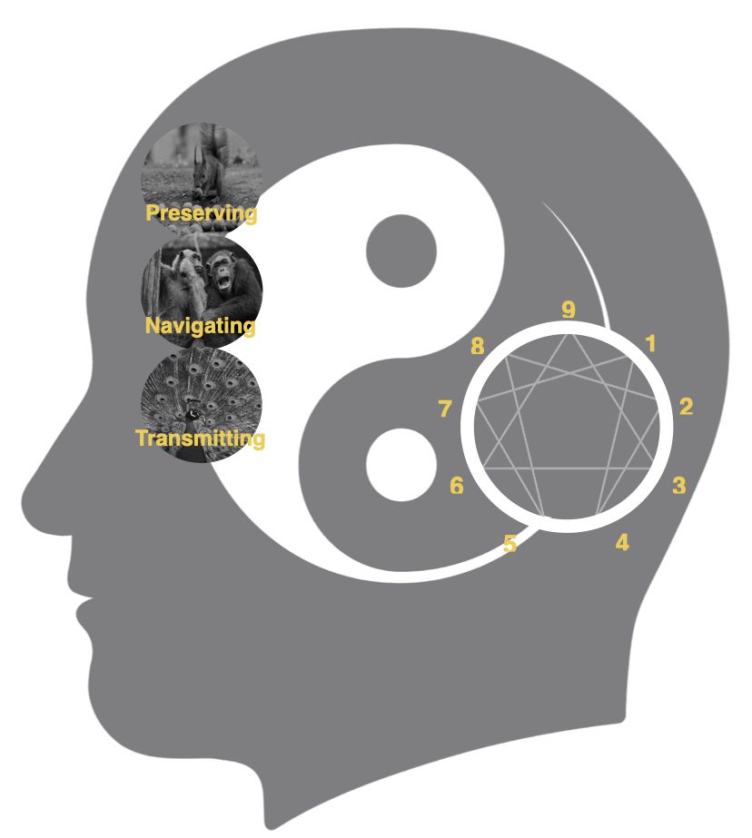Silhouette of a person with a yin and yang symbol, representing two dimensions of the ATA Enneagram Subtypes